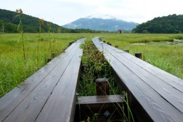 The Beauty of Oze in Summer