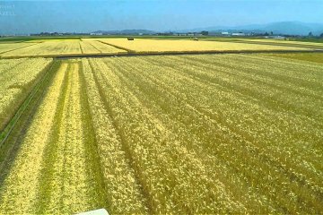 Terbang diatas Padang Barley Fukui