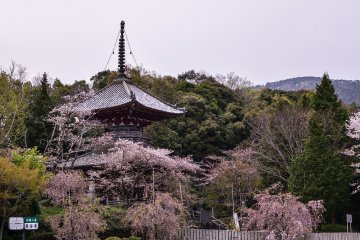 <p>The two-story tower is surrounded by cherry trees</p>