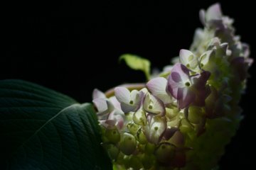 <p>Hydrangea is also popular among temples</p>