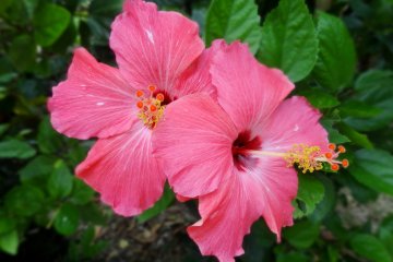 Flowers of Taketomi 