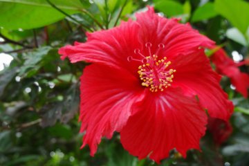 <p>The hibiscus flowers also come in other hues, such as this deep red</p>