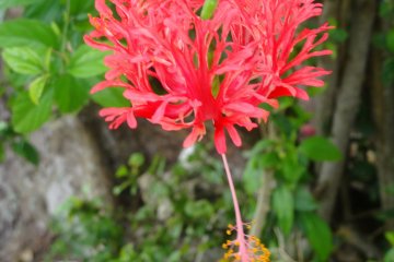 <p>Peacock flower? Butterfly bush? I only found this in one or two areas on the island but it's beautiful</p>