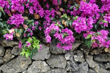 <p>Bougainvillea is a popular site, growing all over the island's stone walls</p>