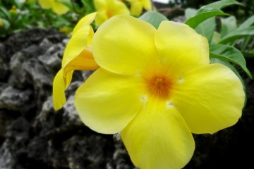 <p>I thought at first this was a "mirabilis&nbsp;jalapa" (four o'clock flower) but as they're native to Peru, that's probably wrong. Thoughts??</p>