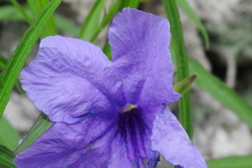 <p>I am fairly certain this is a clematis (in one of my favorite shades, as well!)</p>