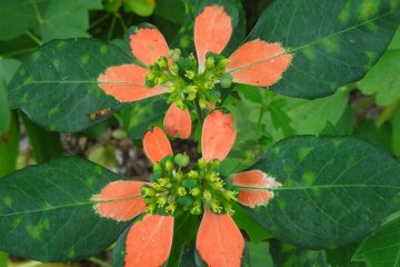 <p>These leaves were incredibly unique, yet I haven't been able to find any species information&nbsp;</p>