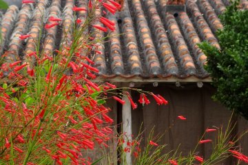 <p>This plant has a long scientific name (Russelia equisetiformis) but is more commonly known as the firecracker plant</p>