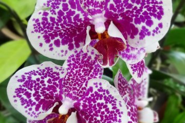 <p>You don't even have to leave the airport to find many varieties of orchids</p>