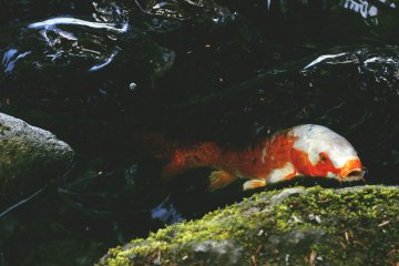 <p>Ikan koi memenuhi kolam!</p>
