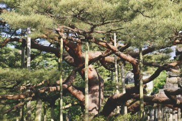 <p>Pepohonan pinus di sini dapat menolong dalam kaitannya dengan keindahan estetika.</p>
