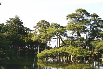 <p>Sebuah jepretan indah dari pepohonan pinus di atas kolam.</p>
