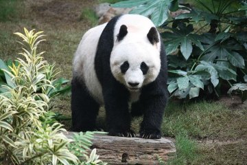 Ueno Zoo, Taito-ku