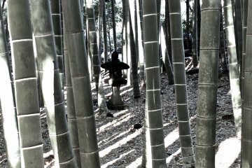 <p>Come early in the morning, or late in the afternoon to see the shadows do their magic - Hokokuji Temple, Kamakura</p>