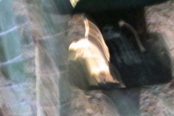 <p>More otherworldly effects using ICM (Intentional Camera Movement) techniques - Hokokuji Temple, Kamakura</p>