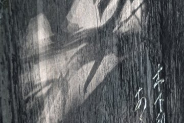 <p>More beautiful shadow play at&nbsp;Hokokuji Temple, Kamakura</p>