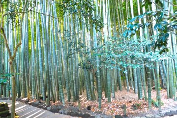 Takadera Kamakura di Bulan Desember