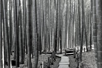 <p>Path through a Zen Heaven -&nbsp;Hokokuji Temple, Kamakura</p>