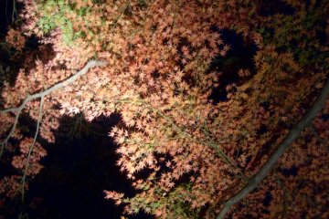 <p>Illuminated autumn foliage</p>
