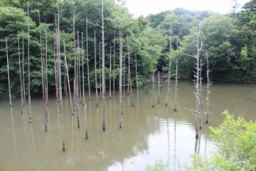 Oyamadairi Park