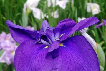 <p>You can get quite close to the blooms for better pictures</p>