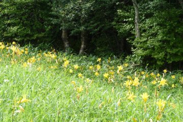 These yellow flowers bloom in early summer