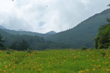The mountain beyond the fields is Mt. Maruyama