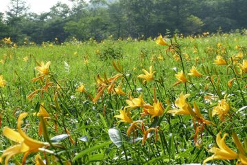 Many of the flowers open in the evening and close in the morning