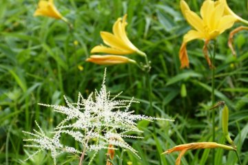 The delicate white flowers are Karamatsu-so (feather columbine)