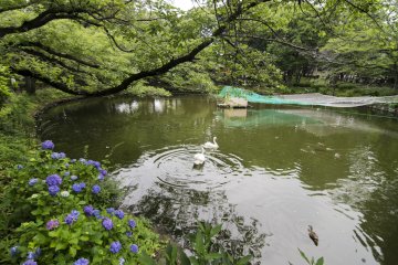 <p>The lake in the middle of Kanuma Park is home to these swans and ducks, and of course many fauna found growing along and in the lake.</p>