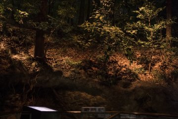 <p>Here, the museum recreates an entire section of the natural fauna and flora of Sagamihara's forests.</p>
