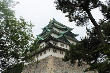 <p>Standing magnificently on stone</p>