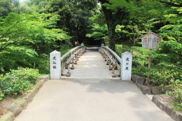 <p>A fusion of elegant nature and an elegant bridge built by man</p>