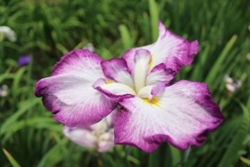 <p>One of the many flowers in the garden</p>