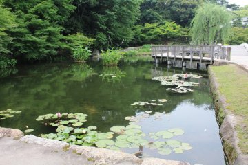 <p>A lovely pond filled with lily pads</p>