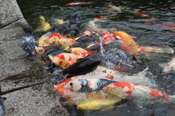 <p>I didn't know there were so many different colors of koi, amazing to see</p>