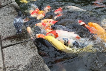 <p>A fusion of color battle for fish food thrown in by two girls</p>