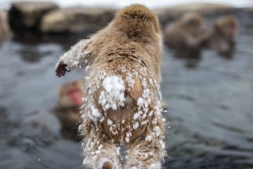 <p>A flying leap into the onsen</p>