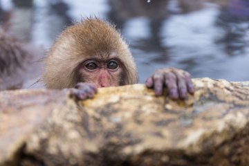 <p>A baby peeks over the ledge</p>