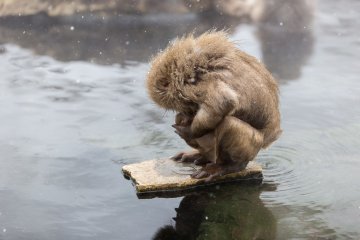 <p>A cold, wet monkey warms himself on a little rock island</p>
