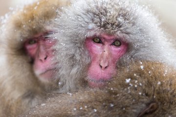 <p>The monkeys thick fur keeps them warm in winter</p>
