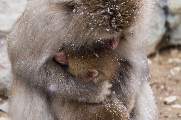 <p>A baby snuggles up to his mother for shelter from the wind</p>