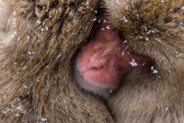 <p>A group of monkeys use each other for warmth &nbsp;</p>