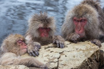 <p>Monkeys sleep in the warm waters of the onsen</p>