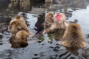 <p>The alpha monkey enjoys being groomed by his tribe</p>