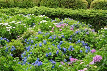 Beberapa hydrangea yang cantik