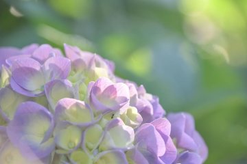 Hydrangea Path on Mt. Asuwa