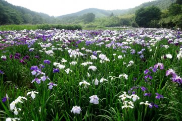 <p>A few thousand irises bloom on the shores of Lake Kagurame&nbsp;just outside Beppu</p>
