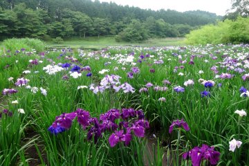 <p>The irises come in many different shades of purple</p>