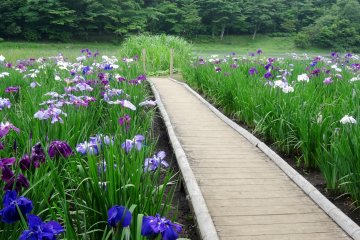 <p>A small boardwalk allows you to walk among the flowers</p>